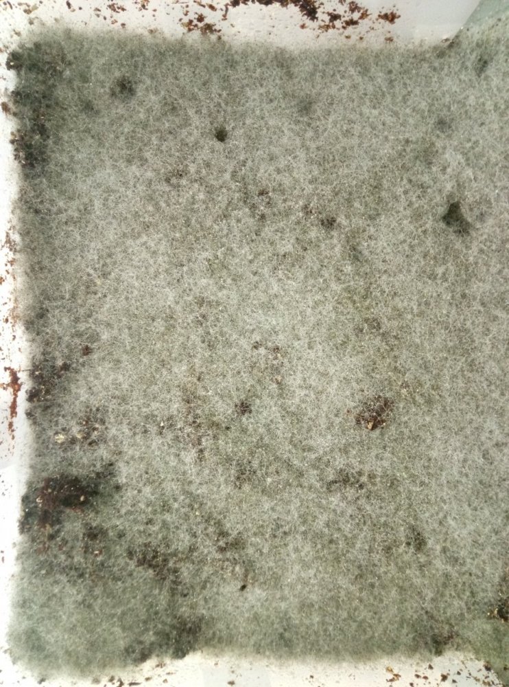P80519-171555.thumb.jpg.cdff5e97cfe50e0ca13cf513ecc9993d.jpg