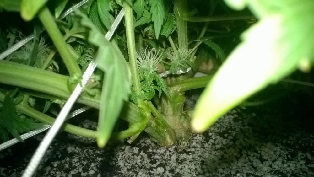 WP_20180520_007.thumb.jpg.d126c1c4f1a3b132aaee0388cc8934c0.jpg