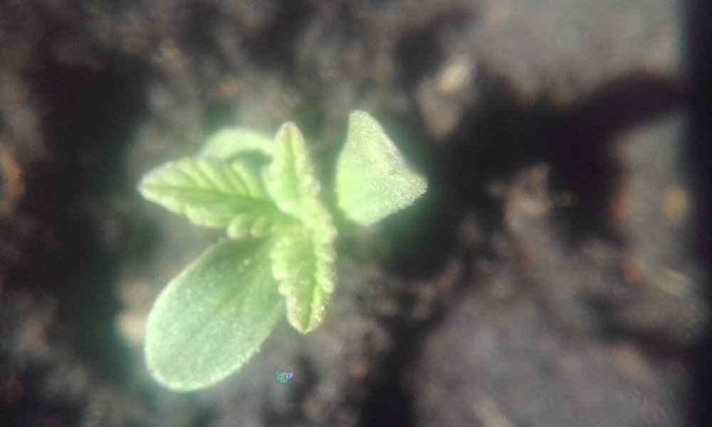 tmp_15586-IMG-20180501-WA0019-944309195.thumb.jpeg.677743ad1599cbbd8b71e0c9d417cbb0.jpeg