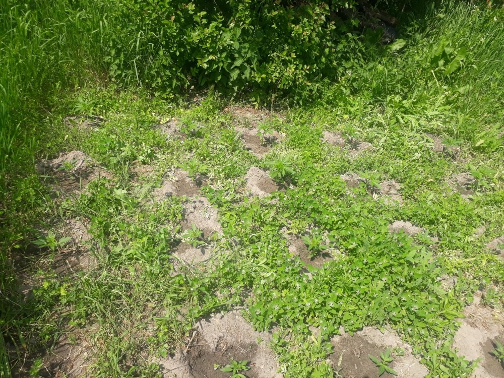 tmp_31391-20180525_115134575170065.jpg
