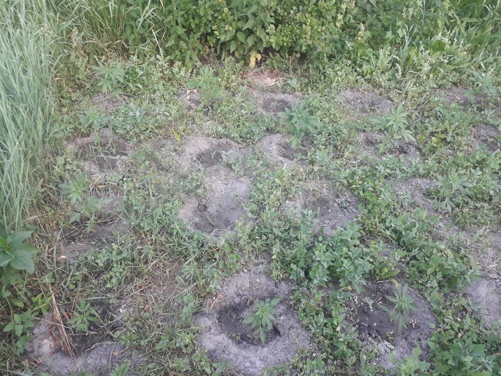tmp_8700-20180531_052547398432444.jpg