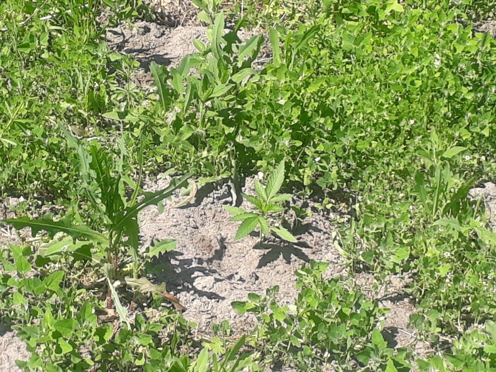 tmp_9280-20180520_1228531052080581.jpg