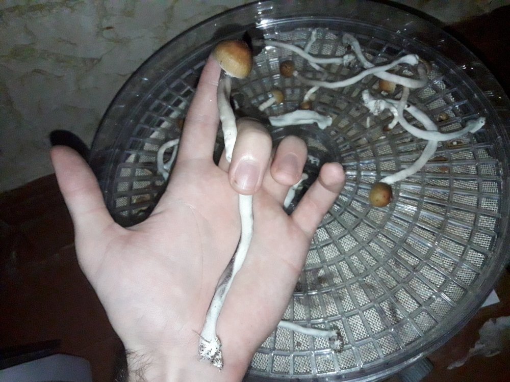 20180603_095441.thumb.jpg.36c526e1908a723e297260a3dc59f3f0.jpg