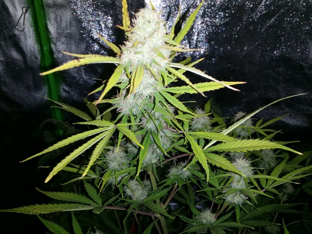 20180605_210721.jpg
