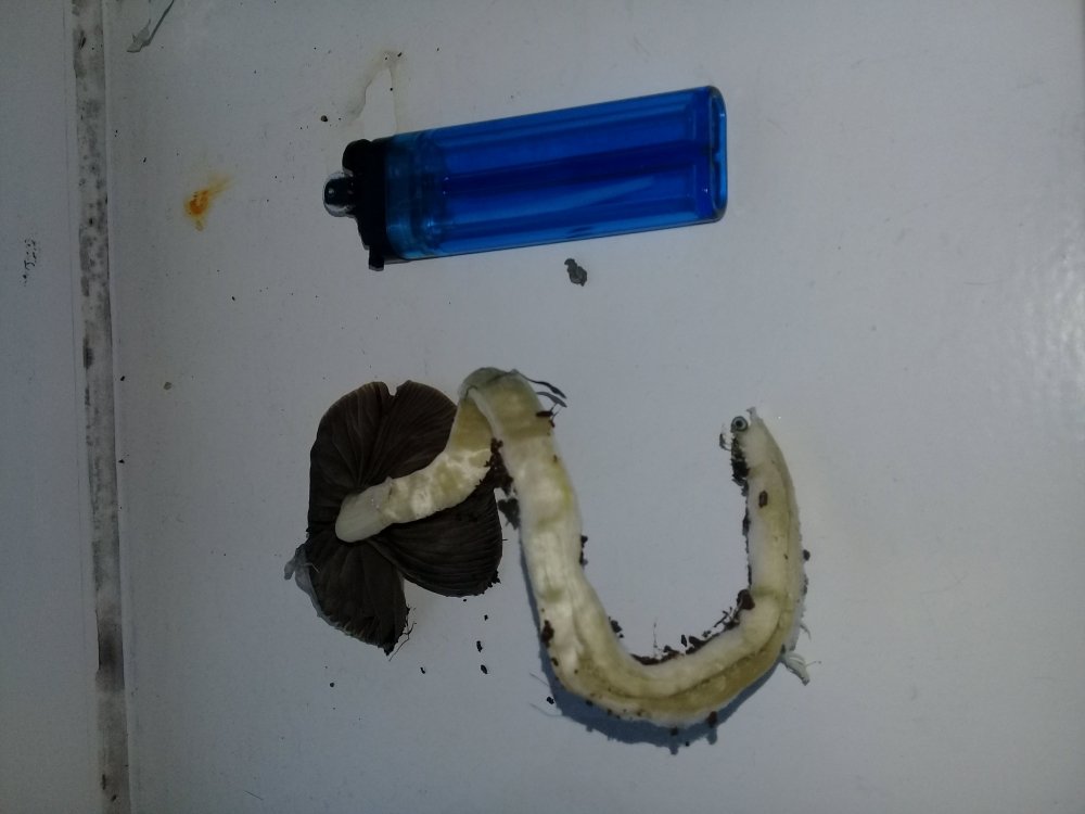 20180612_203815.jpg