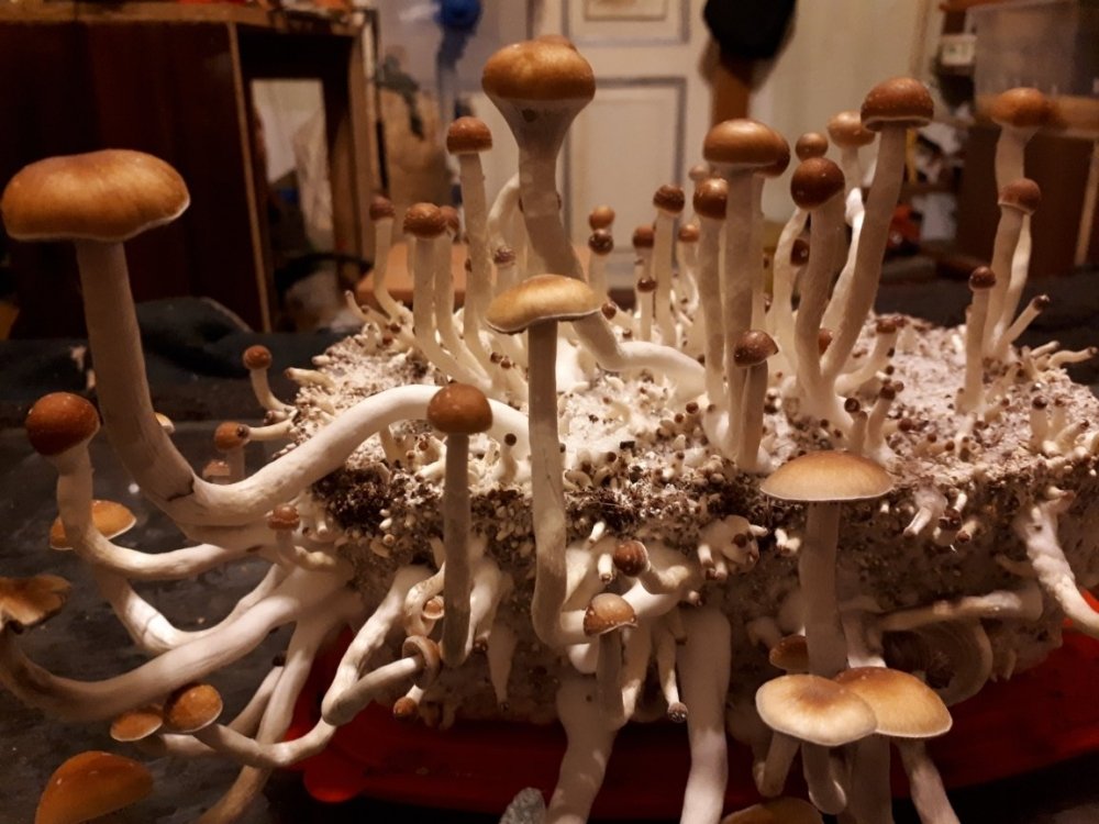 20180617_011808.thumb.jpg.400613ed34b7f78af9b3d9380c2de2b1.jpg