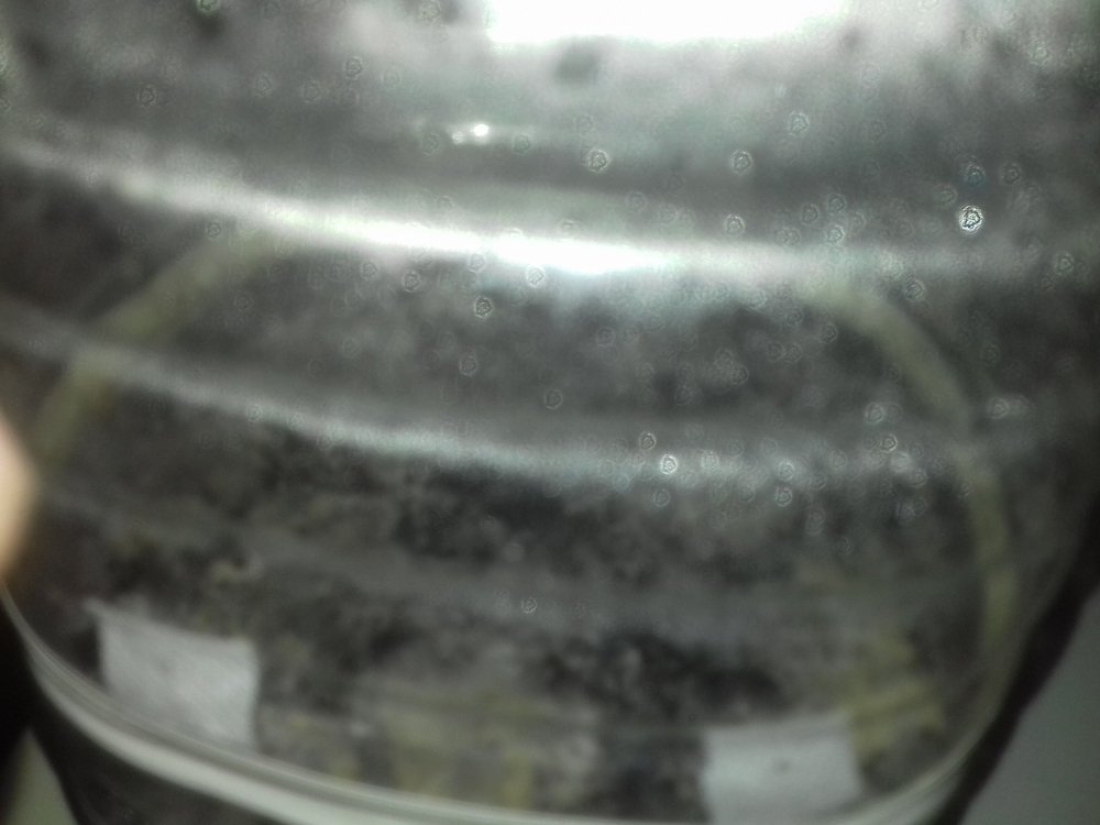 20180617_013947.thumb.jpg.976d9ff02271f7478d9d22959b65a1b3.jpg
