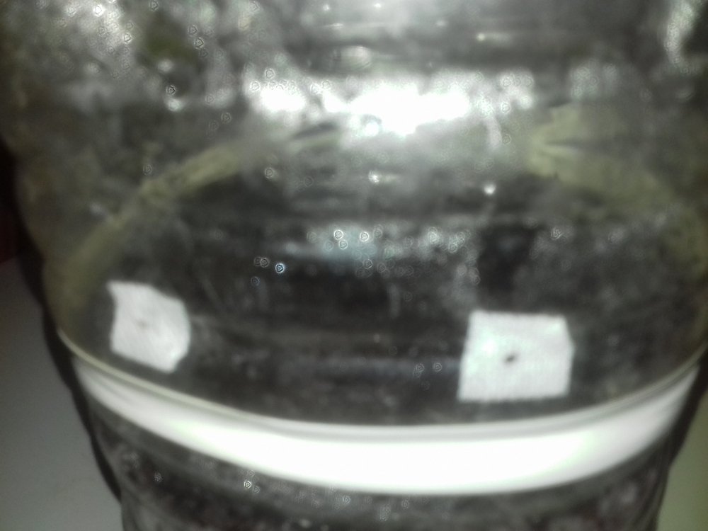 20180619_010204.thumb.jpg.c13f6da185345c250ba8125960e2f6fa.jpg