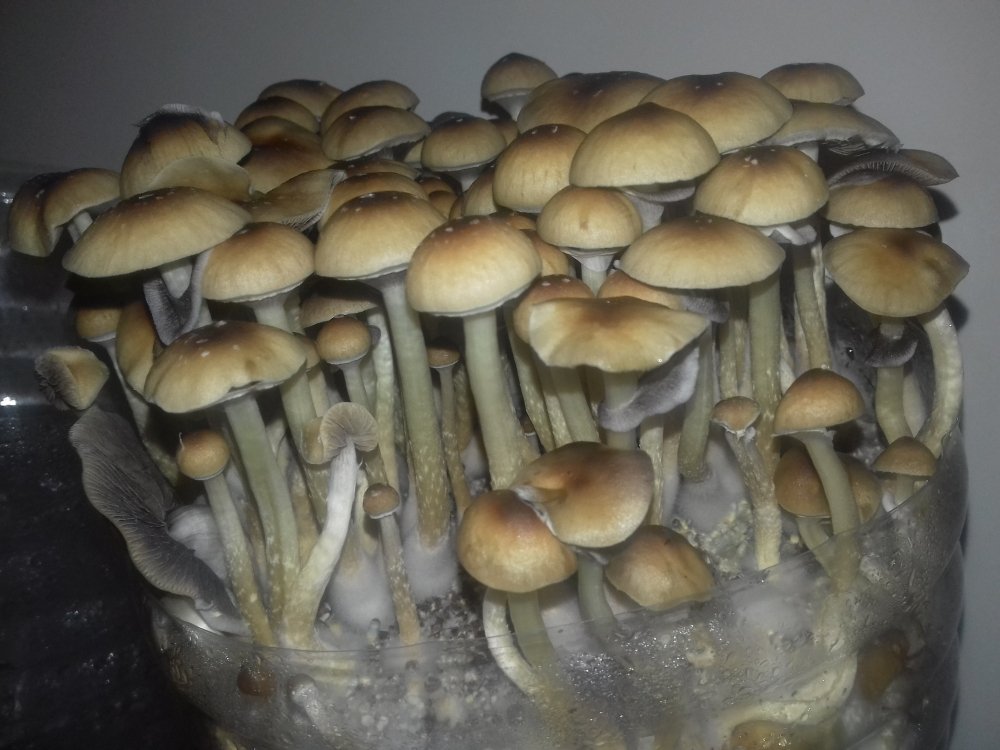 20180620_002333.thumb.jpg.583f67cf22072f927647c00d8f48e9b9.jpg