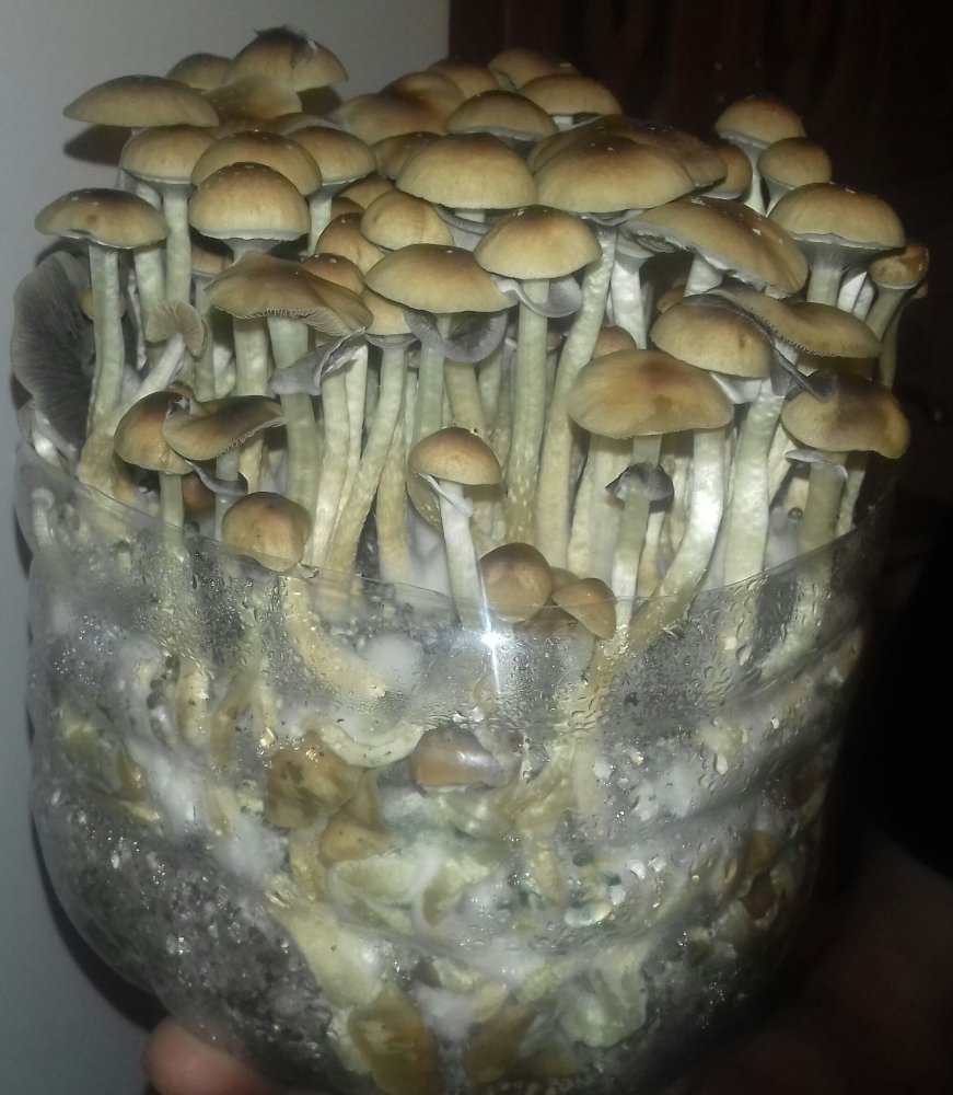 20180620_002432-1.thumb.jpg.065fcc0281b68489aa1f6be6e7a0c047.jpg