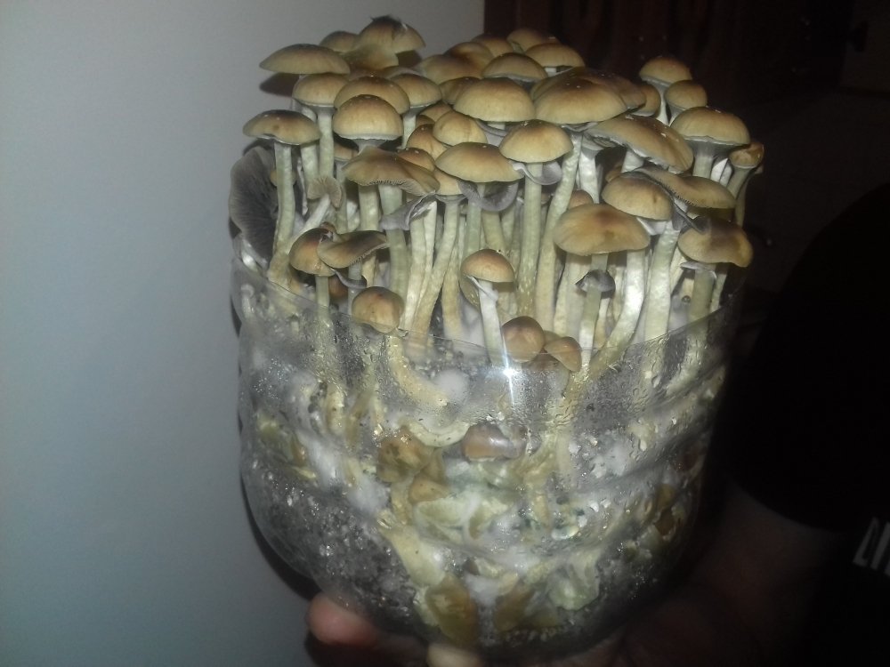 20180620_002432.thumb.jpg.4a1b3988653856298c1aa281d4f68af7.jpg