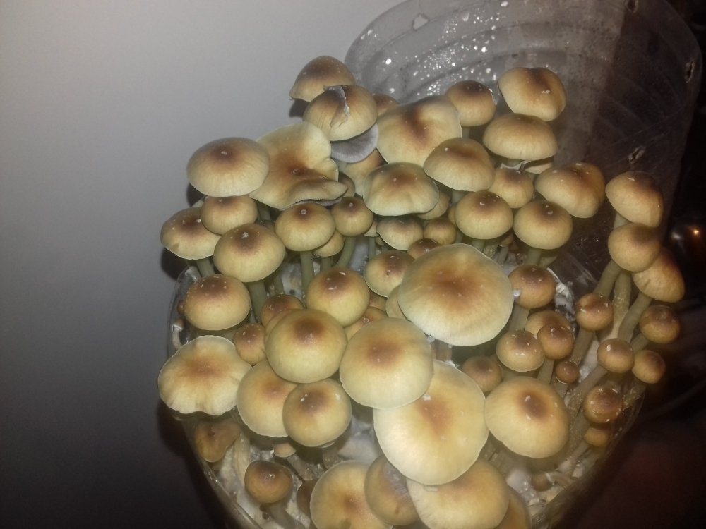 20180620_002443.thumb.jpg.1b0f6df04d26c67fa5aa540ca0074355.jpg