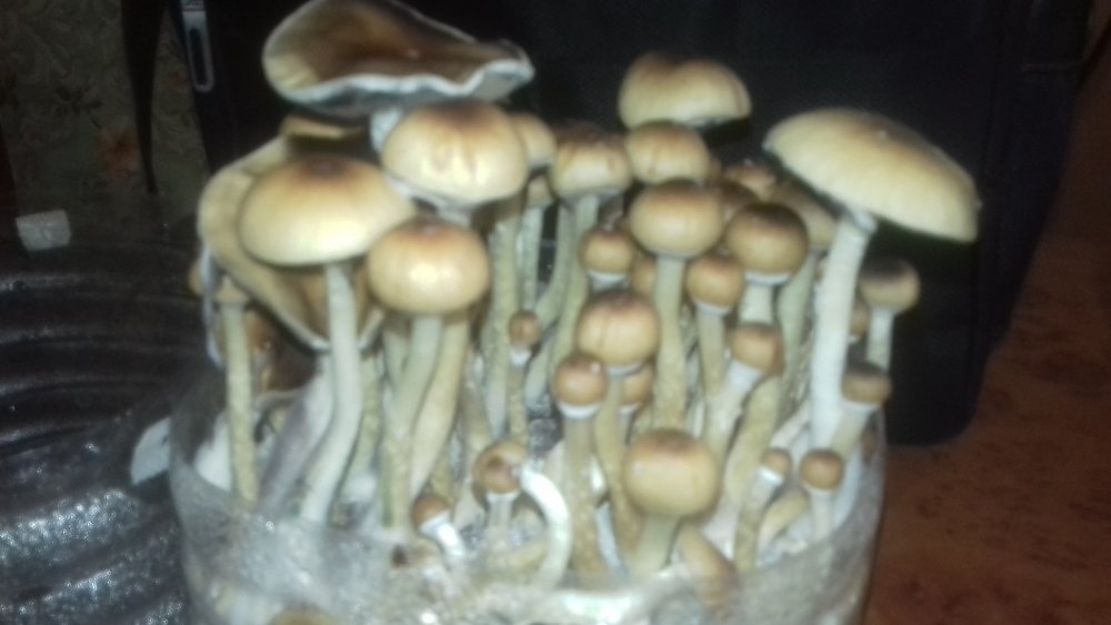 20180625_063442.thumb.jpg.c7ebdd8a4cb1f9d69888ec629839e1b2.jpg