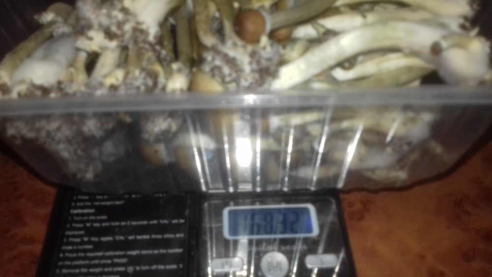 20180625_064208.thumb.jpg.0e50274c1b0efa6cb0586123edb846bf.jpg