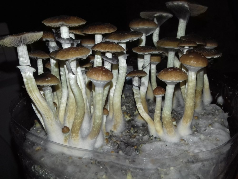 20180627_230328.thumb.jpg.01554b24073fc158c107391d3193eb6a.jpg