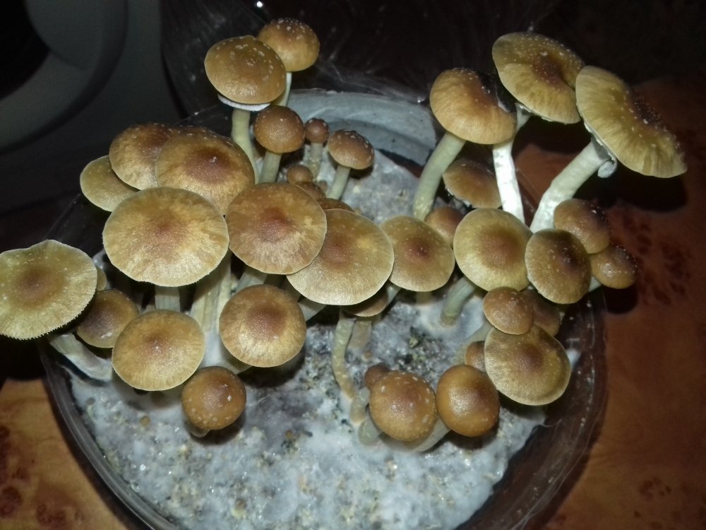 20180627_230336.thumb.jpg.04d110a5ae421f5844683e76991746d5.jpg