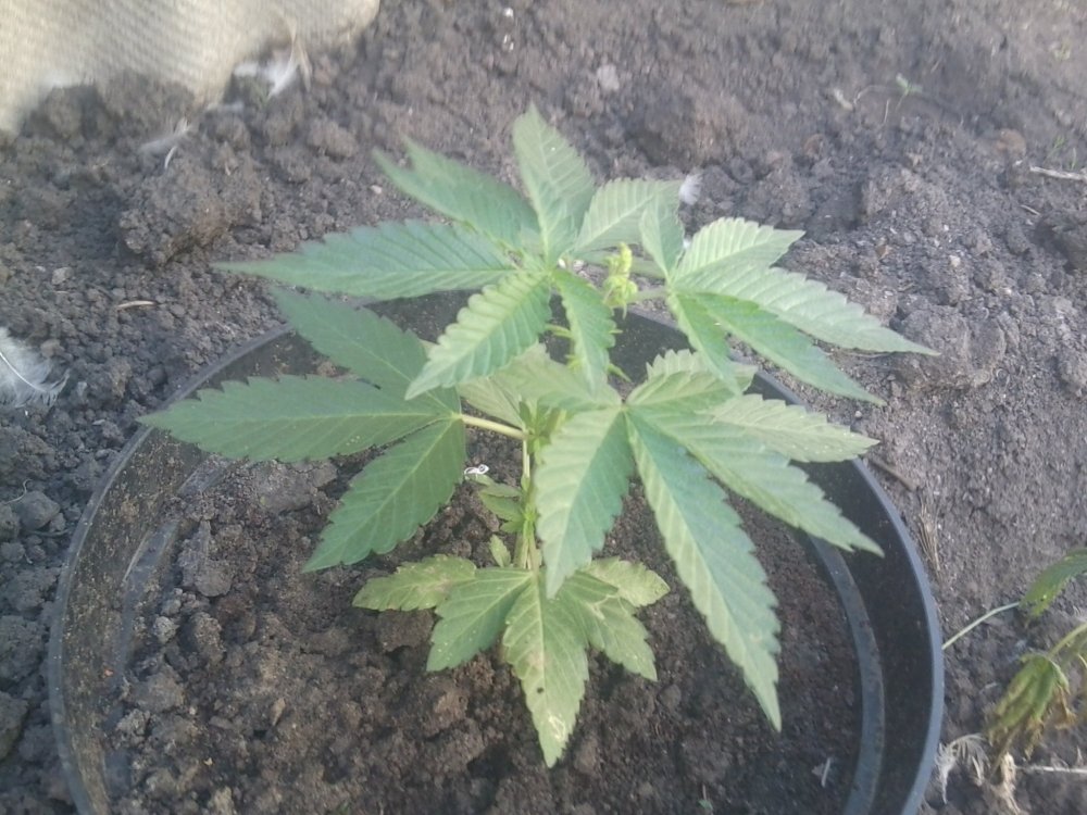 27may2.jpg