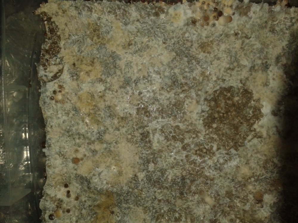5.thumb.jpg.9a92481cea18bc326c359049bca86877.jpg