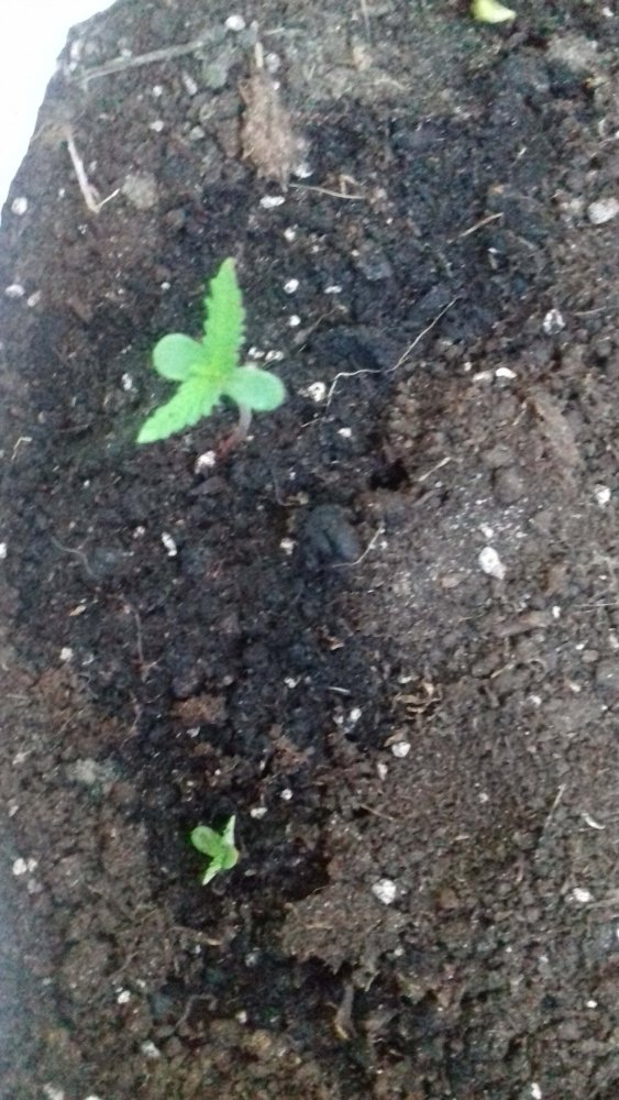 5b31601d3cf3a_6-GreenLovePotion.thumb.jpg.ba7553ed21ec4be7f2dd6e1829a4de3f.jpg