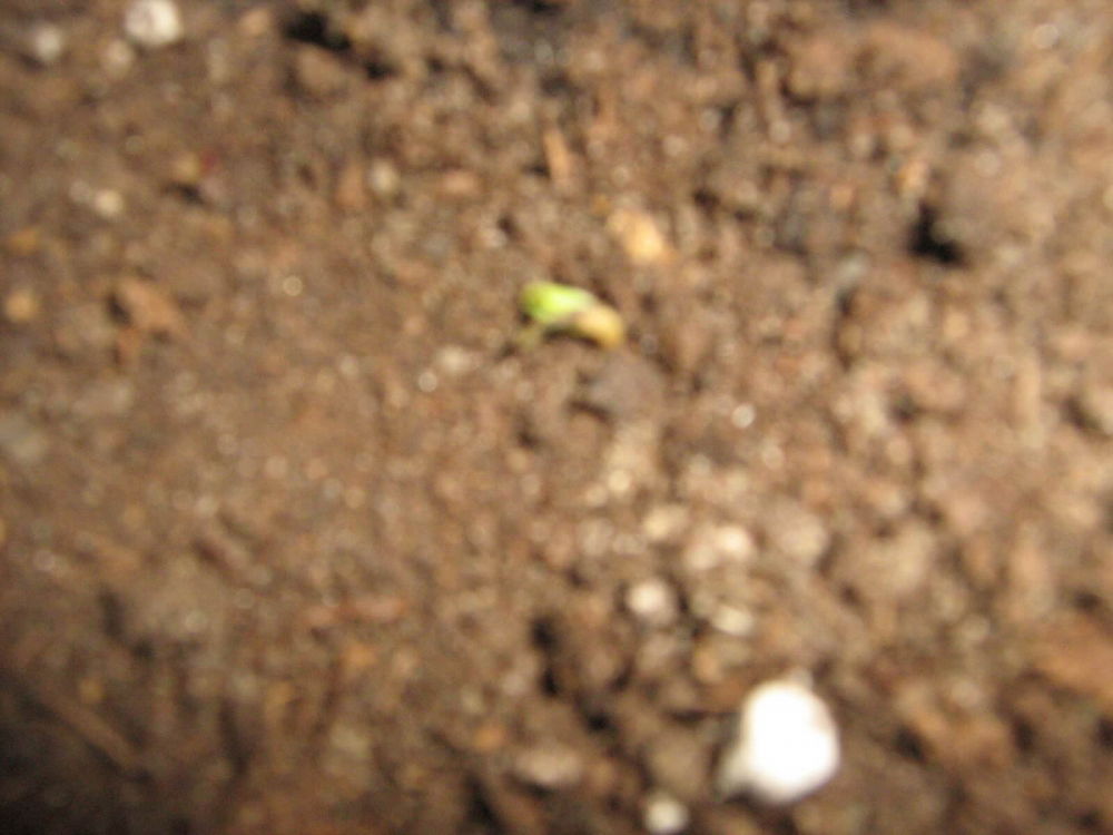 5b329d59ed252_2-mochalope.thumb.JPG.58b7416fb1f6b5ceba4852e78d3b438c.JPG