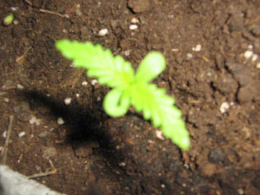 5b329d5c2efe1_4-green.thumb.JPG.14d74a0a5fba475019a7f8d3d6bbcdb7.JPG