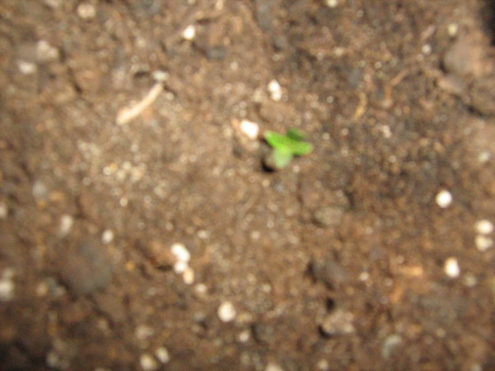 5b329d624b20c_9-magic.thumb.JPG.11cbee0dd014e7150c29ff6df266f39c.JPG