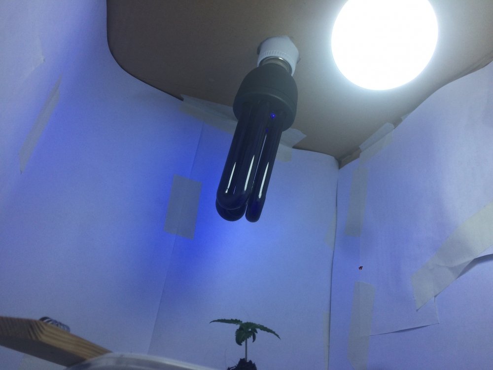 72D61317-5C08-479E-9EF3-4D15C12E6BC9.thumb.jpeg.9312ce61cf48718e3b569c0e6f34c0a7.jpeg