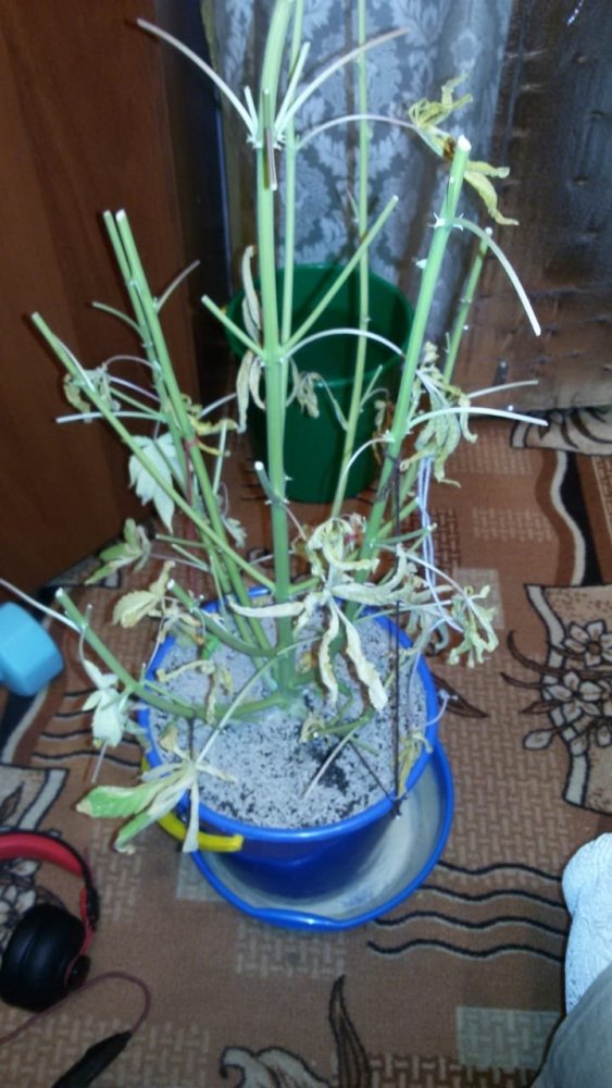 IMG-20180613-WA0027.jpg
