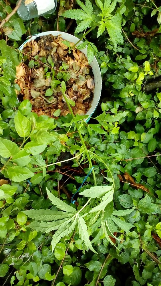 P_20180617_092348.jpg