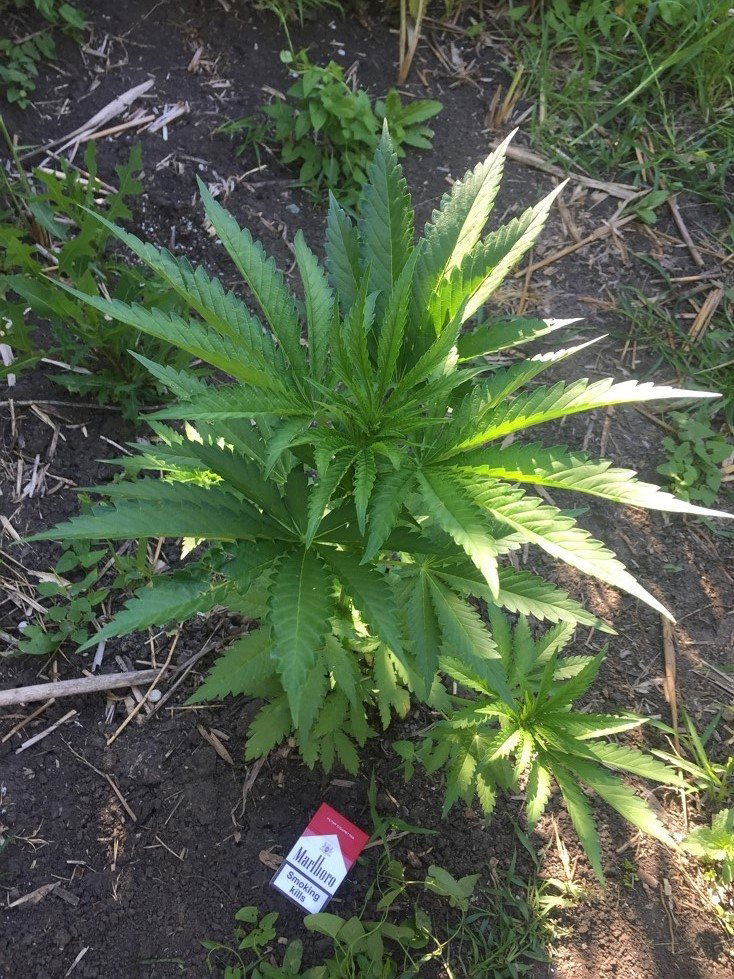 ananas_1413.thumb.JPG.e84ae2d105cdc8f9cd0810609845ac99.JPG