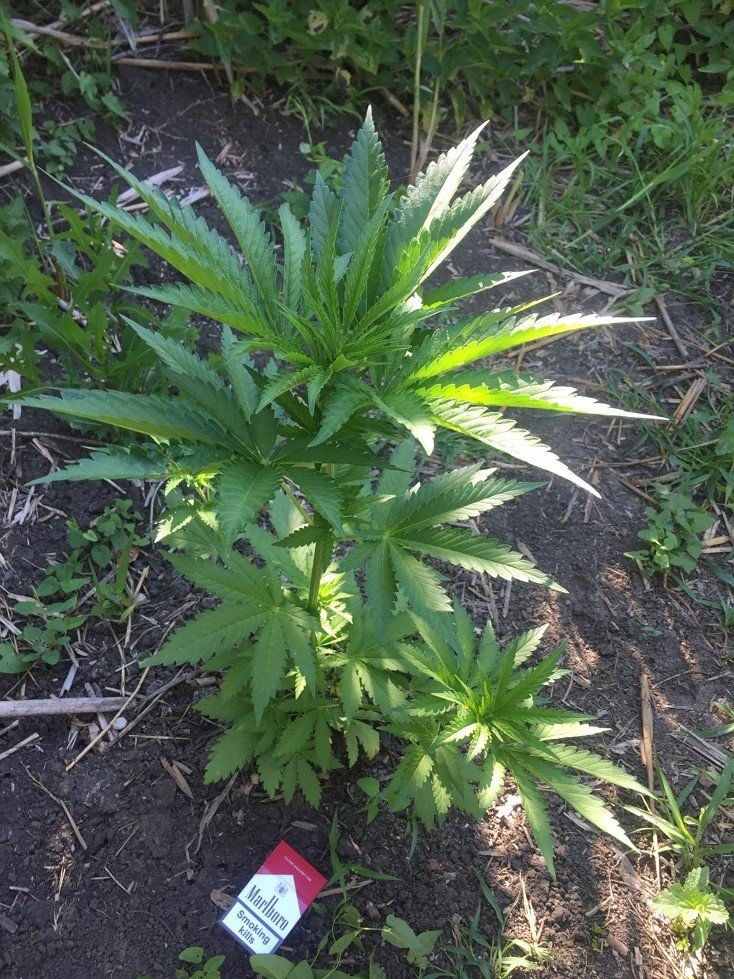 ananas_1414.thumb.JPG.68d62cc7d4b6d8f98c0b0ebd41e1608a.JPG