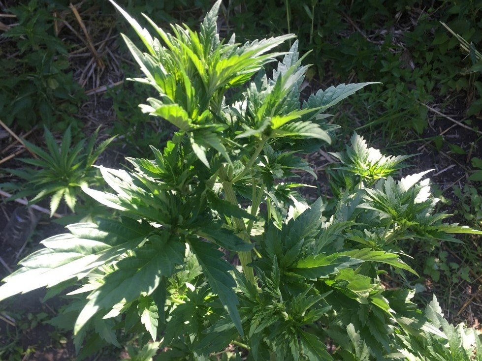 manyleaves_1429.thumb.JPG.b428d63de0d62bdd1ed2436b85da447c.JPG