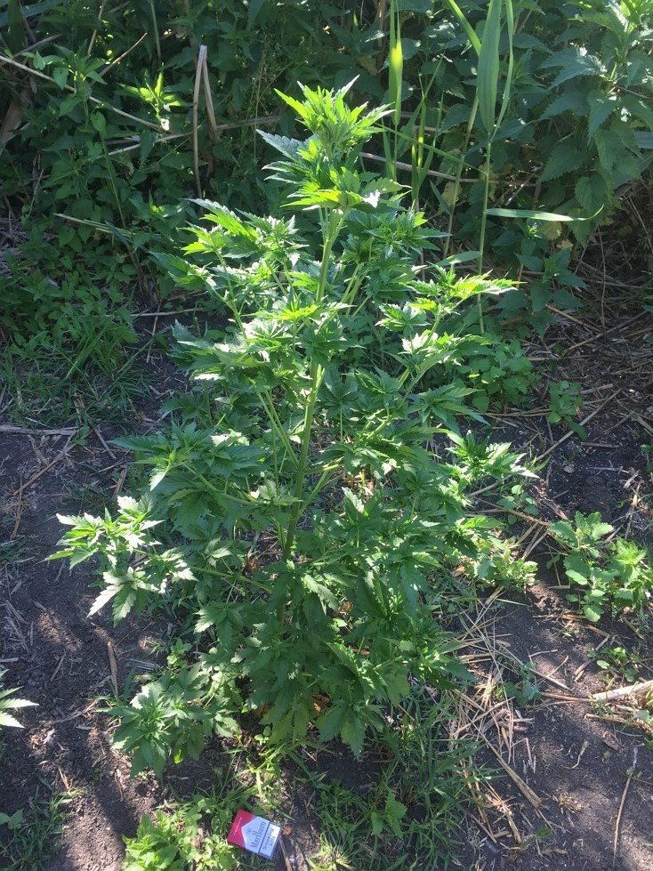manyleaves_421.thumb.JPG.e97e672080cfee05bb98a688529f4f2d.JPG