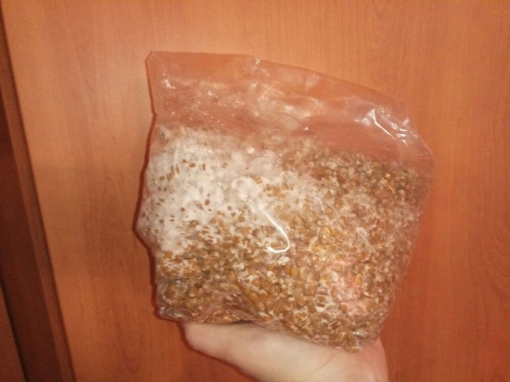 photo_2018-06-01_09-27-42.thumb.jpg.2a1240108c029d86a6143fdd4d6bd57e.jpg
