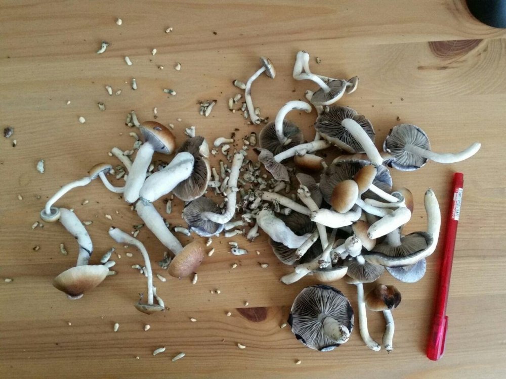 photo_2018-06-06_11-18-07.thumb.jpg.e1e908ec7bbd80eec48b1bd95d7379be.jpg