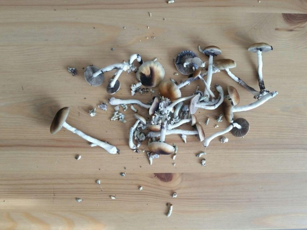 photo_2018-06-11_17-59-47.thumb.jpg.28293bafe3f7439d41def0277efd2b28.jpg