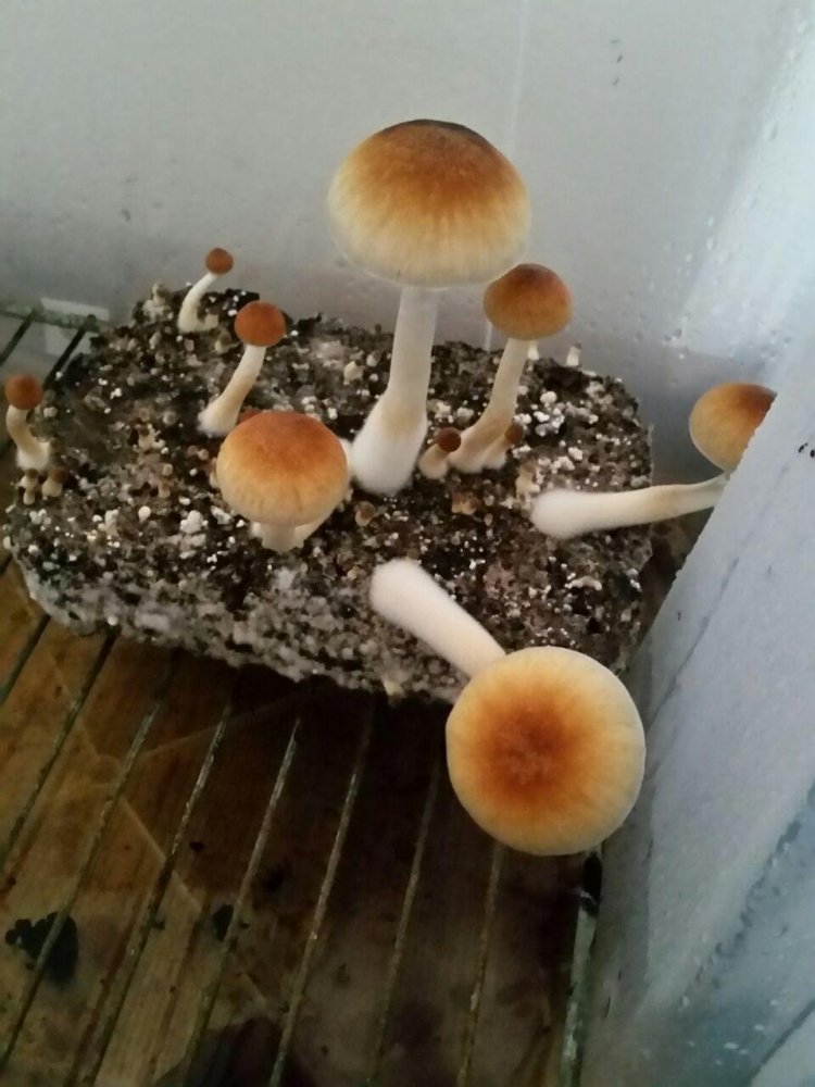 photo_2018-06-24_23-11-00.thumb.jpg.5d2d2146114545da1aa82c5b751ea6c9.jpg