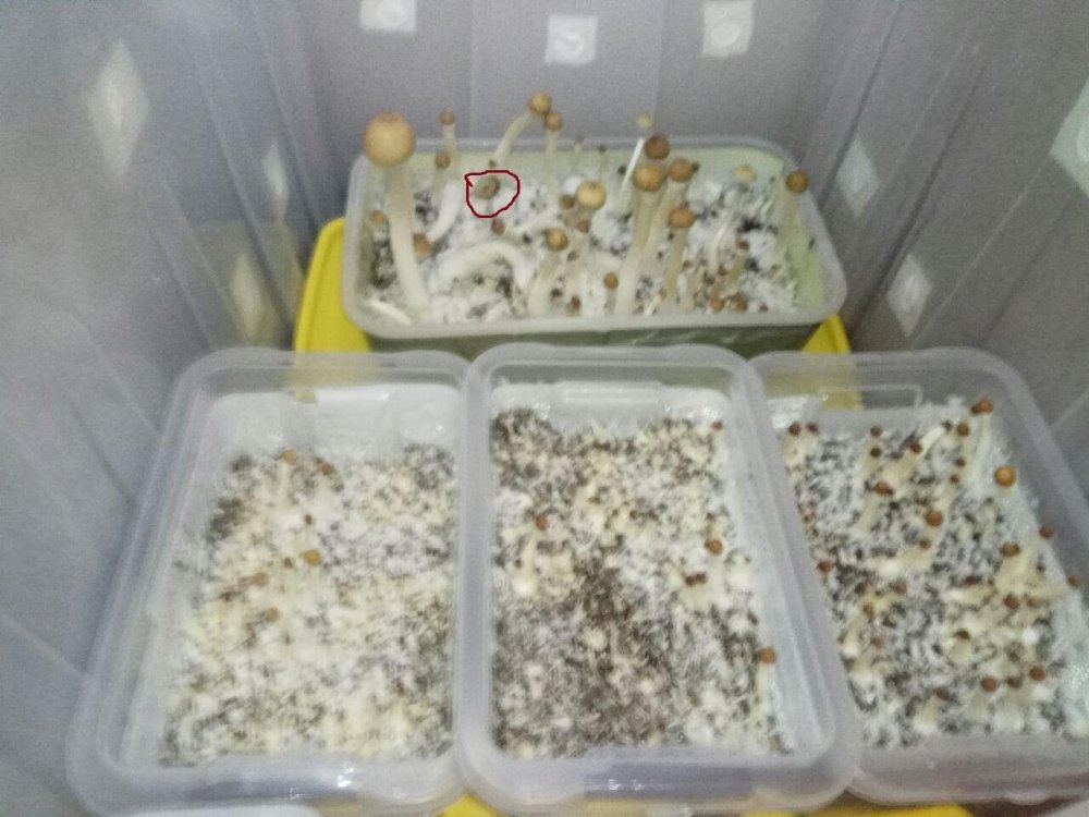 photo_2018-06-25_20-03-15.thumb.jpg.345ff817bdf5fd1cdd4dee256f0dcd5e.jpg