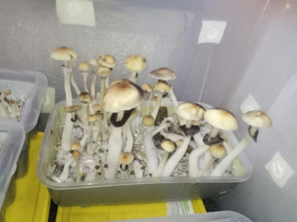 photo_2018-06-27_07-14-10.thumb.jpg.01ac069f0f053f0abdff9f82fca9b2a8.jpg