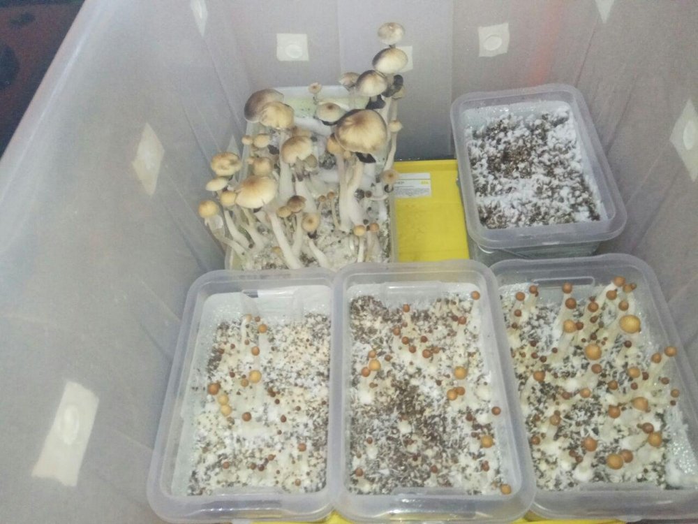 photo_2018-06-27_07-14-11.thumb.jpg.b7fe925529f17db083da5d54548a631e.jpg