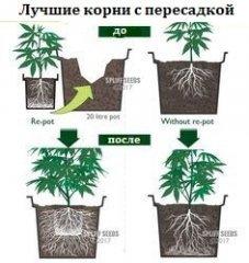 rootstransplanting.jpg
