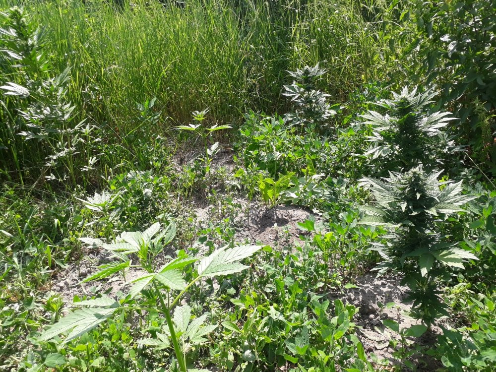 tmp_2859-20180619_142528605964729.jpg