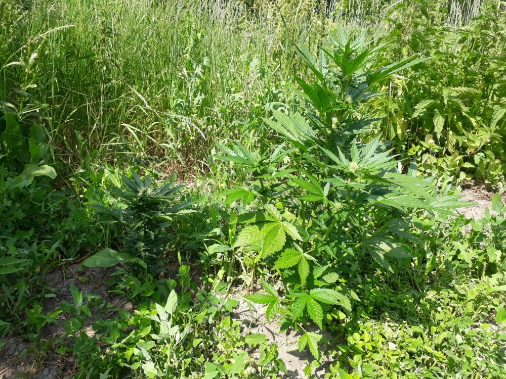 tmp_2859-20180619_1425501304105541.jpg