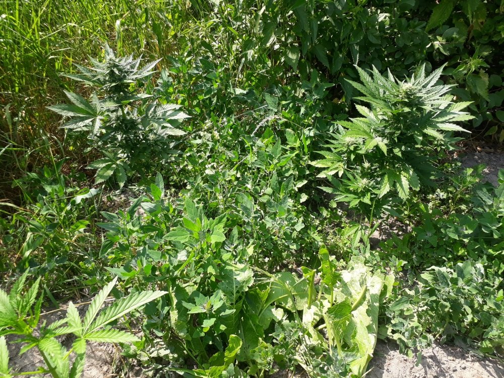 tmp_2859-20180619_142659716929554.jpg