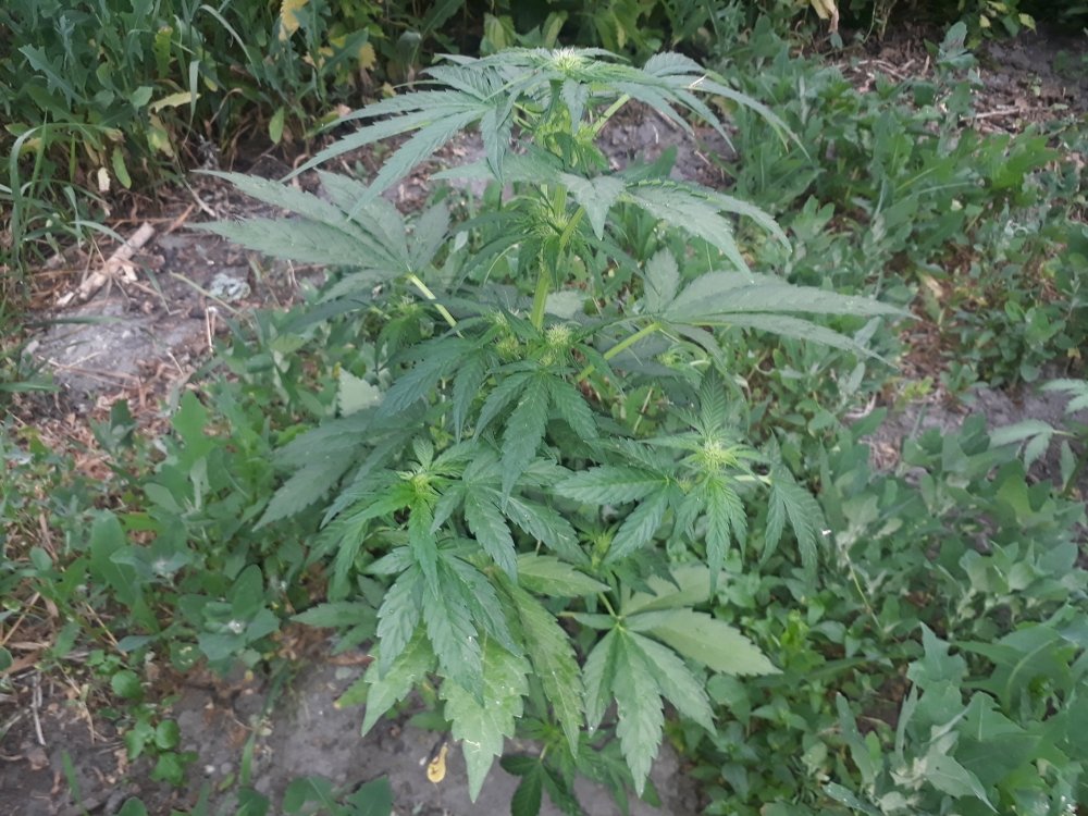 tmp_28860-20180612_203422102763931.jpg