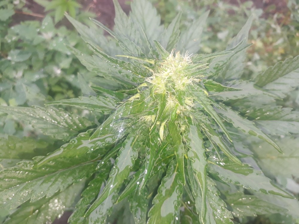 tmp_29534-20180615_155926615820583.jpg