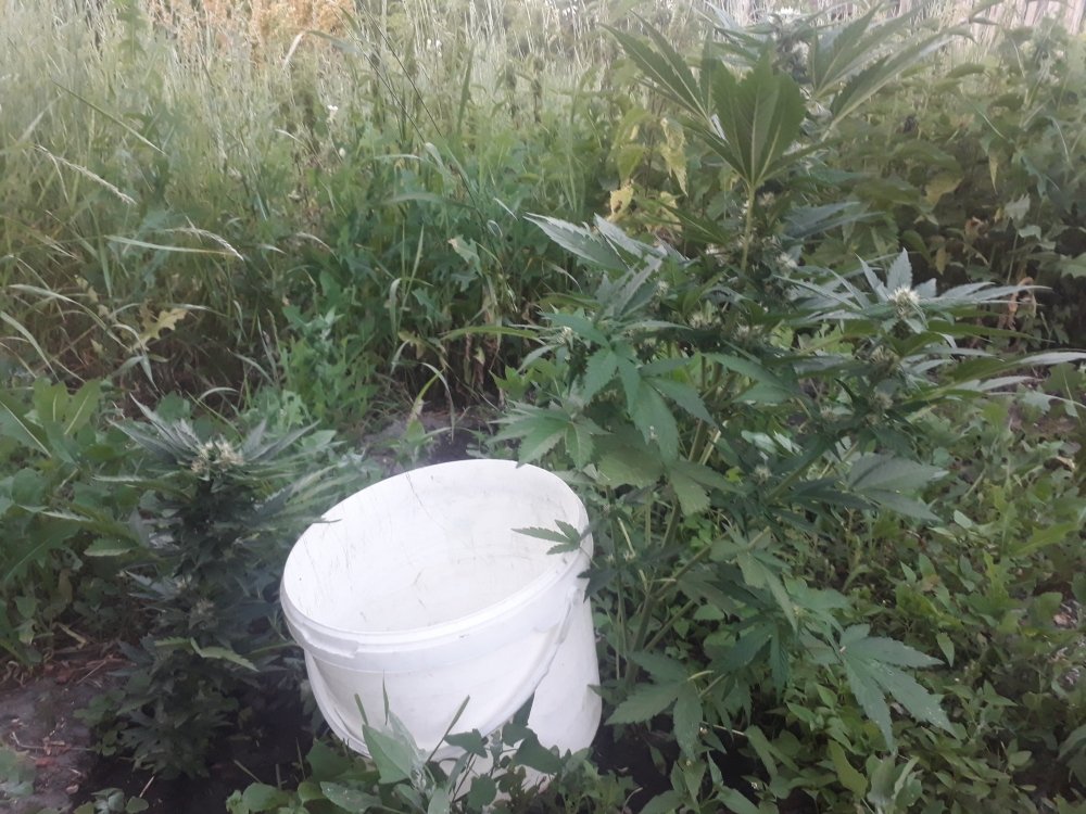 tmp_31529-20180621_21081859451626.jpg