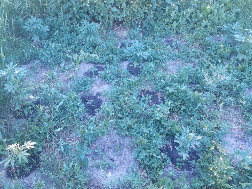 tmp_7638-20180608_1959291718228619.jpg