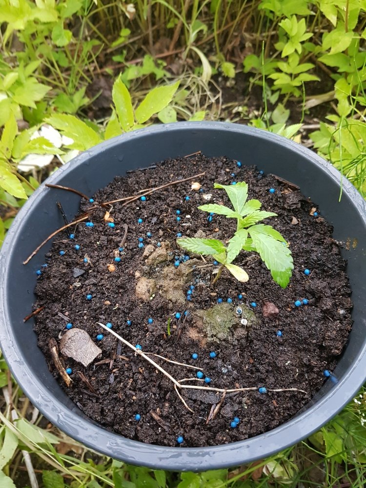 20180623_202325.jpg