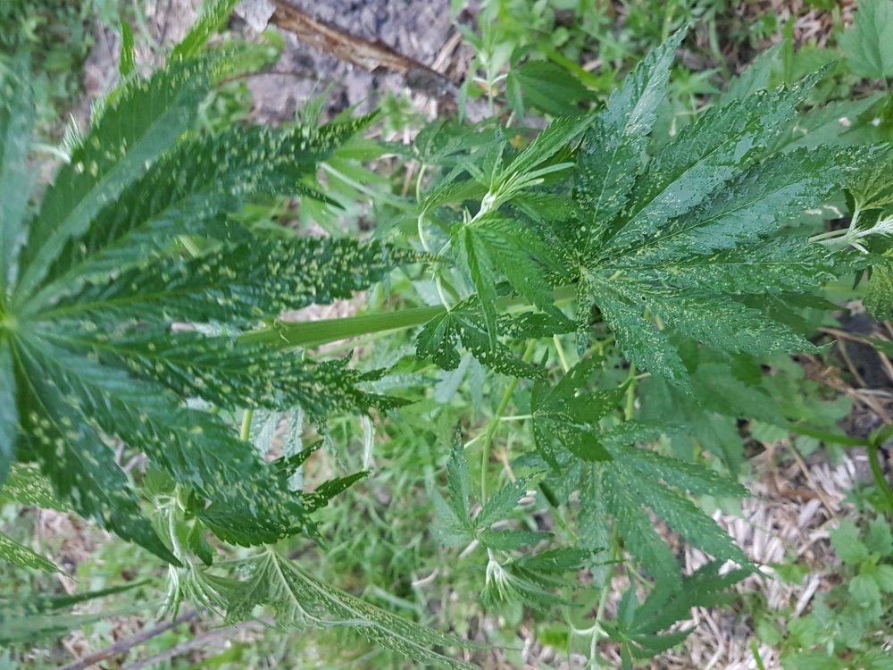 20180701_202845.jpg